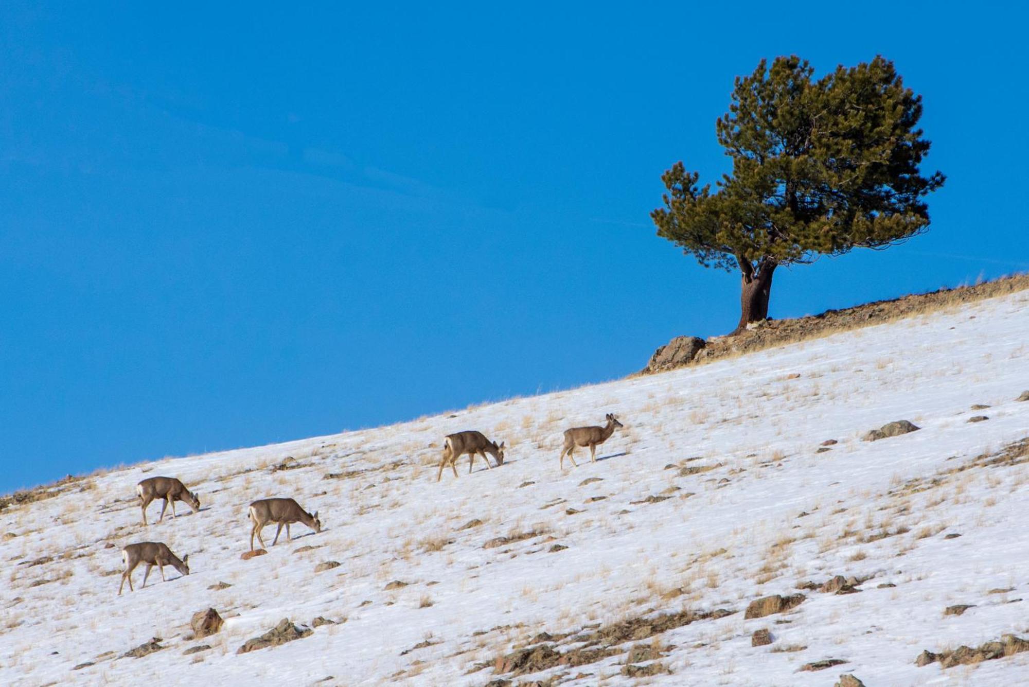 Sundog Condo In Granby Ranch Kültér fotó
